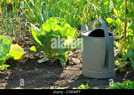 Lo zinco annaffiatoio in giardino. Foto Stock