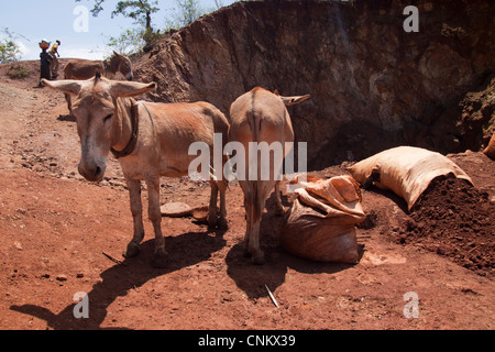 Locale artigianale keniota minatori scavare per oro a Macalder abbandonata miniera di rame in Greenstone Migori cinghia, Kenya, Africa. Foto Stock