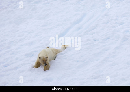 Orso polare femmina di slittino in estate la neve, Spitzbergen, Svalbard artico, Norvegia, Europa Foto Stock