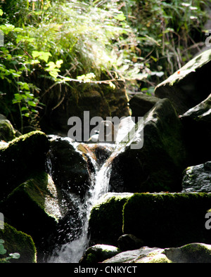 Un tranquillo ruscello di montagna in Picos de Europa, Spagna Foto Stock