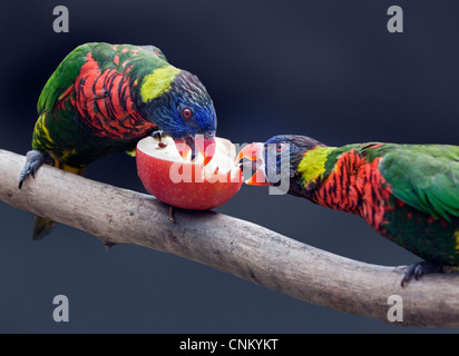 Green-Naped Lorikeet (trichoglossus haematodus) Foto Stock