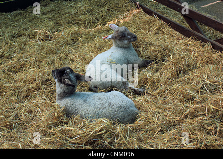 Gli agnelli in una penna a Kingston Maurward Agricultural College in base vicino al capoluogo di contea di Dorchester Foto Stock