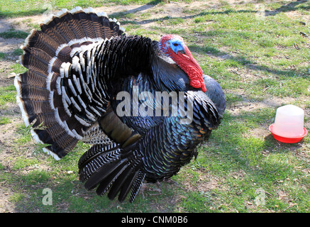 La Turchia a Kingston Maurward Agricultural College in base vicino al capoluogo di contea di Dorchester Foto Stock