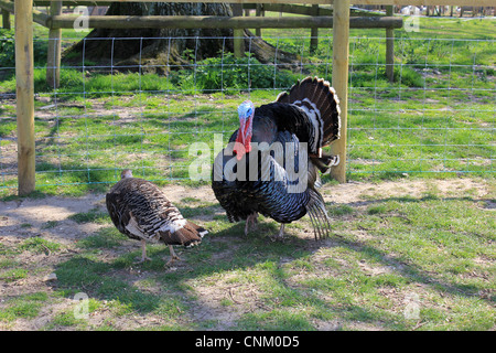 La Turchia a Kingston Maurward Agricultural College in base vicino al capoluogo di contea di Dorchester Foto Stock