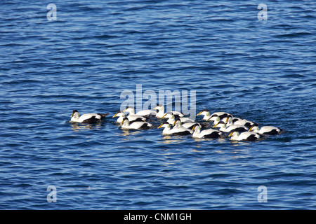 Zattera di comune maschio eider duck in estate piumaggio di allevamento, Somateria Mollissima, Spitzbergen, Svalbard, Norvegia, Europa Foto Stock