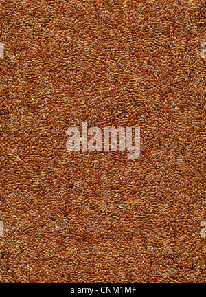 Brown flax seed, Leinsaat, brauner Leinsamen, Samen des Flachses (Gemeiner Lein, Linum usitatissimum) Foto Stock