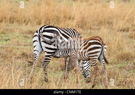 La Burchell zebra, Equus quagga burchellii, Madre e infermiere Colt, Masai Mara riserva nazionale, Kenya, Africa Foto Stock