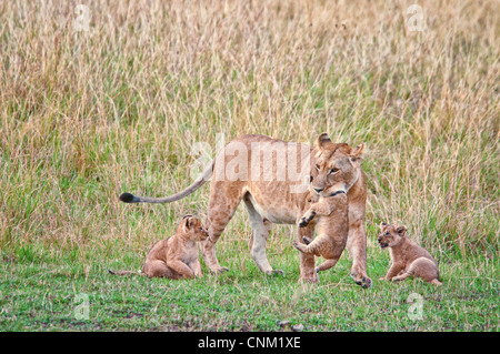 Leonessa africana portando un Cub nella sua bocca con due cuccioli accanto a lei, Panthera leo, Masai Mara riserva nazionale, Kenya, Africa Foto Stock