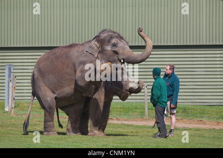 Asiatiche o vacca indiano elefante e polpaccio (Elephas maximus). Con la necessità di mantenere il personale, Whipsnade Zoo, Zoological Society di Londra. Regno Unito. Foto Stock