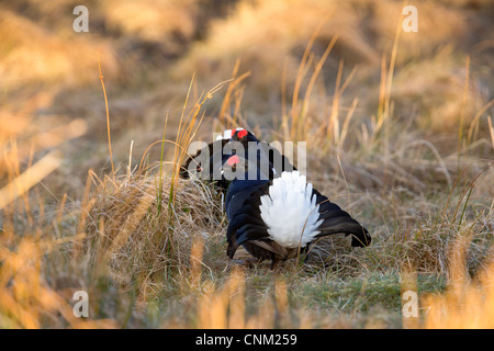 Gallo forcello; Tetrao tetrix; i maschi; lekking; Scozia - UK Foto Stock