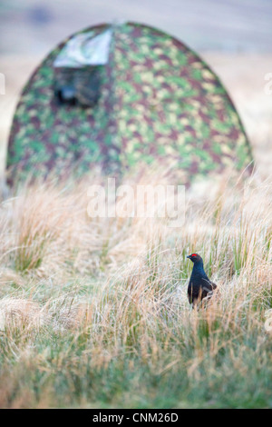 Gallo forcello; Tetrao tetrix; la fotografia del maschio; lekking; Scozia - UK Foto Stock