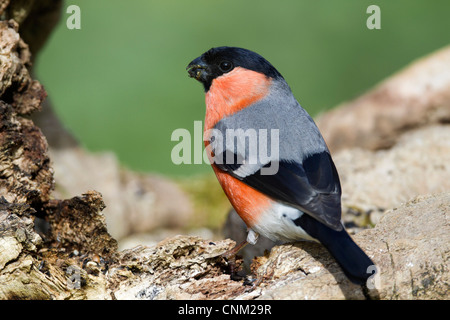 Bullfinch; Pyrrhula pyrrhula; maschio; Regno Unito Foto Stock