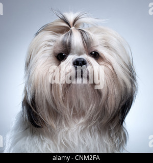 Shih tzu cane su sfondo grigio ritratto. Foto Stock