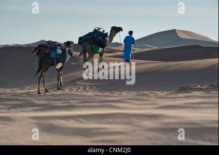 Il Nomad Berber con due dromedari sulle dune di sabbia di Erg Chigaga, il Deserto del Sahara, Marocco Foto Stock