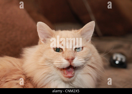 Ridendo crema cat Foto Stock