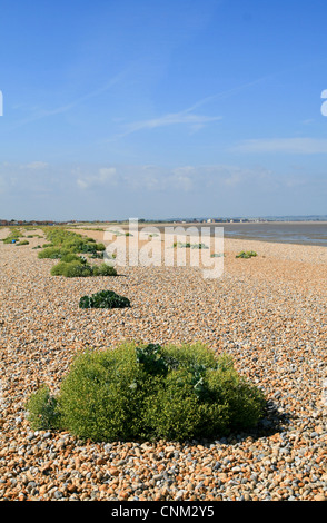 Dungeness Riserva Naturale spiaggia ghiaiosa Greatstone Kent England Regno Unito Foto Stock