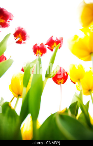 Giallo e rosso tulipani presi dal basso angolo nel tasto hi stile contro un cielo bianco Foto Stock