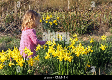 Ragazza giovane (2-year-old) gioca tra i narcisi in primavera in Inghilterra. Foto Stock