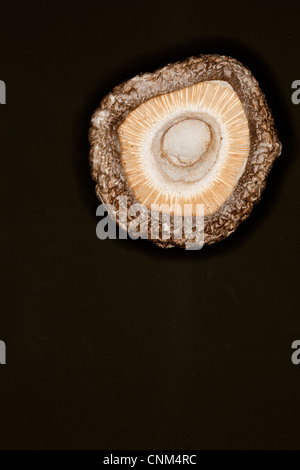 Essiccato funghi shiitake, medicinali e spezie Foto Stock