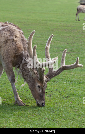 Pere David Deer (Elaphurus davidianus). Feste di addio al celibato o maschio, con palchi "in velluto". Qui a Whipsnade Zoo. Estinta nel selvaggio Foto Stock