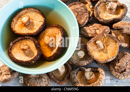 Essiccato funghi shiitake, medicinali e spezie Foto Stock