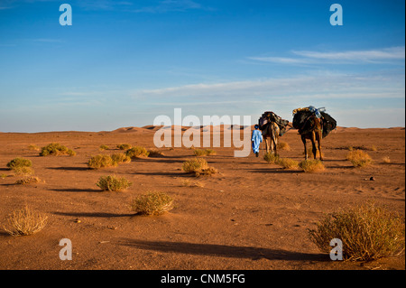 Il Nomad viaggia con due cammelli in un paesaggio desertico, Erg Chigaga, il deserto del Sahara, Marocco Foto Stock