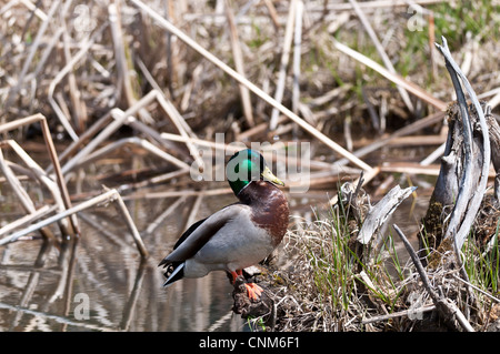 Un maschio di Mallard duck sorge su un ceppo di albero in un stagno. Foto Stock