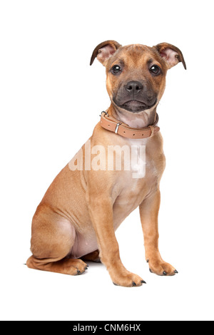 Staffordshire Bull Terrier cucciolo di fronte a uno sfondo bianco Foto Stock