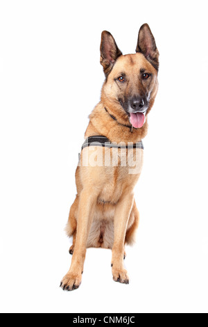 Pastore Tedesco cane ansimante. Dog sitter isolato su uno sfondo bianco Foto Stock