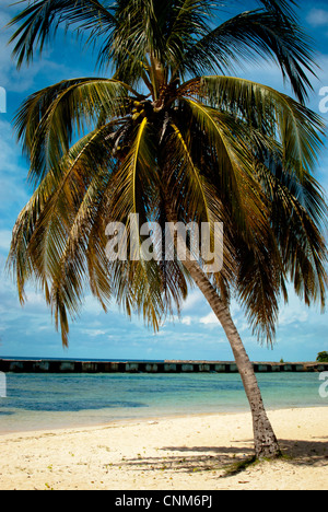 Palm tree sulla Playa Giron, suini Bay a Cuba Foto Stock