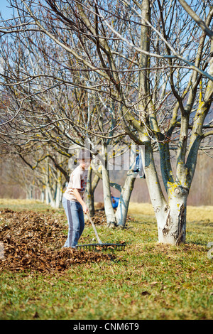 Giovane ragazzo in hat pulizie di primavera in un frutteto di noce con un rastrello Foto Stock