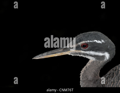 Sunbittern (Eurypyga helias) Foto Stock