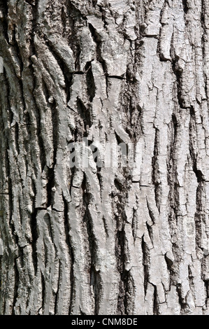 Olive tree texture di trunk Foto Stock