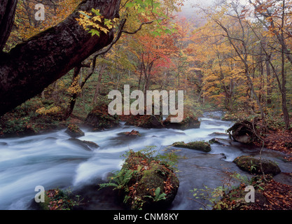 Flusso Oirase in autunno, Towada, Aomori, Giappone Foto Stock