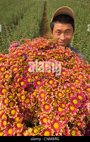 Fiore birmano picker, Pyin Oo Lwin. Maymyo, vicino a Mandalay, Birmania. Mandalay Foto Stock