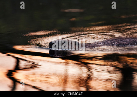 Castoro europeo Castor fiber nuotare in un stagno. Foto Stock