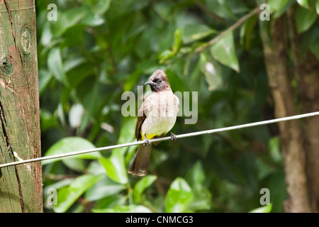 Giallo-ventilato, Bulbul Pycnonotus goiavier Foto Stock