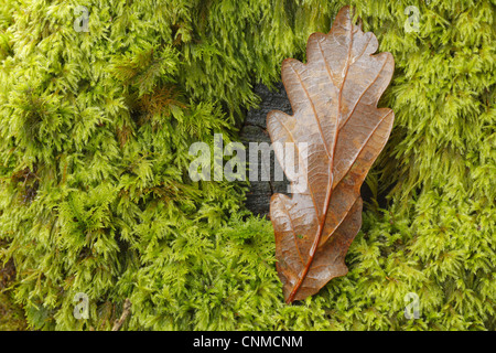 Rovere (Quercus petraea) close-up di foglia caduta sul muschio coperto moncone, POWYS, GALLES, ottobre Foto Stock
