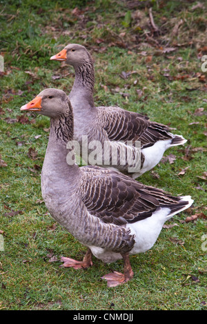 Oche di Tolosa, Hampshire, Inghilterra. Foto Stock