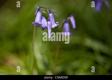Close up bluebells 'Hyacinthoides non scriptus che coperta bosco Piano, Wales, Regno Unito. Foto Stock