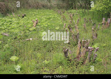 Willow (Salix sp.) cedui sgabelli in letto, Fiume Rattlesden, Stowmarket, Suffolk, Inghilterra, aprile Foto Stock