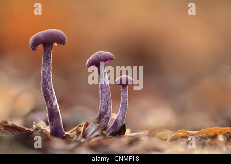 Amethyst Deceiver Laccaria amethystea tre corpi fruttiferi crescente tra foglie di bosco di lettiera Leicestershire Inghilterra novembre Foto Stock