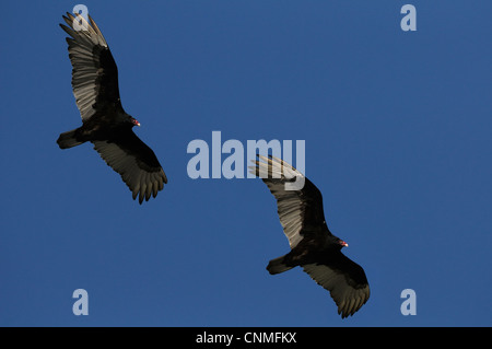 Due Turchia avvoltoi, Cathartes aura, cerchio intorno al di sopra delle boccole a Fort De Soto park in Florida, Stati Uniti d'America Foto Stock