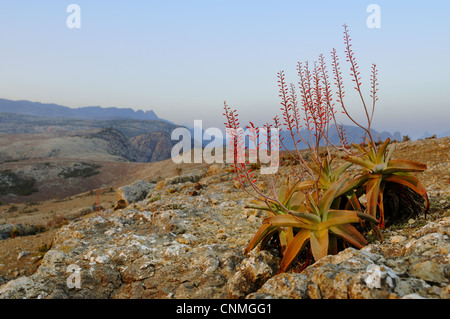 Il Perry's aloe (Aloe perryi) fioritura, crescendo nel deserto habitat di montagna e Socotra, Yemen, marzo Foto Stock