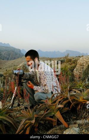 Il Perry's aloe (Aloe perryi) fioritura, con riprese di ricercatore fioritura nel deserto habitat di montagna e Socotra, Yemen, marzo Foto Stock