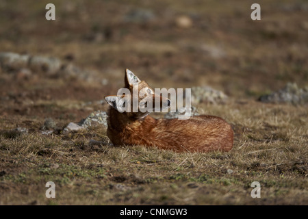 Etiope Lupo (Canis simensis) adulto, in appoggio sul piano erboso, Simien Mountains, Etiopia Foto Stock