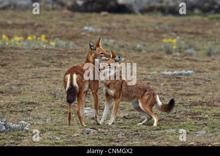 Etiope Lupo (Canis simensis) Coppia adulta, saluto ogni altra balla, montagne, Oromia, Etiopia Foto Stock