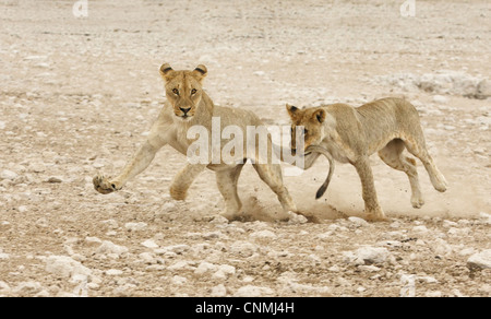 Lion (Panthera leo) due giovani, esecuzione e riproduzione, uno morde altri coda, Etosha N.P., Namibia Foto Stock