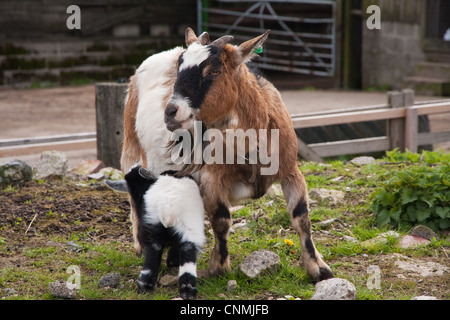 Pigmeo di capra capretto di alimentazione Foto Stock