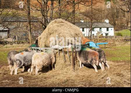 Pecore Herdwick alimentando il fieno sull'Hill Farm in The Langdale Valley a Dungeon Ghyll Lake District Cumbria Inghilterra England Regno Unito Foto Stock